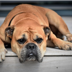 Dog Poop Pickup in Armada Michigan