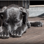 Dog Poop Pickup in Armada Michigan