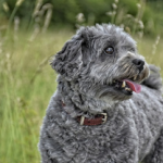 Dog Poop Pickup in Armada Michigan