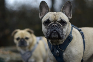 Dog Poop Pickup in Armada Michigan