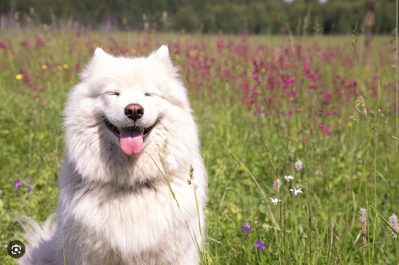 Dog Poop Pickup in Armada Michigan