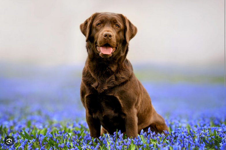 Dog Poop Pickup in Armada Michigan